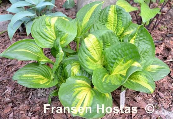 Hosta Center of Attention